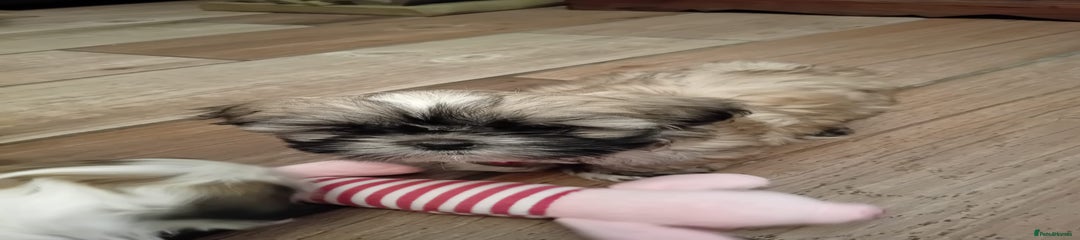 Shih Tzu Puppy 4