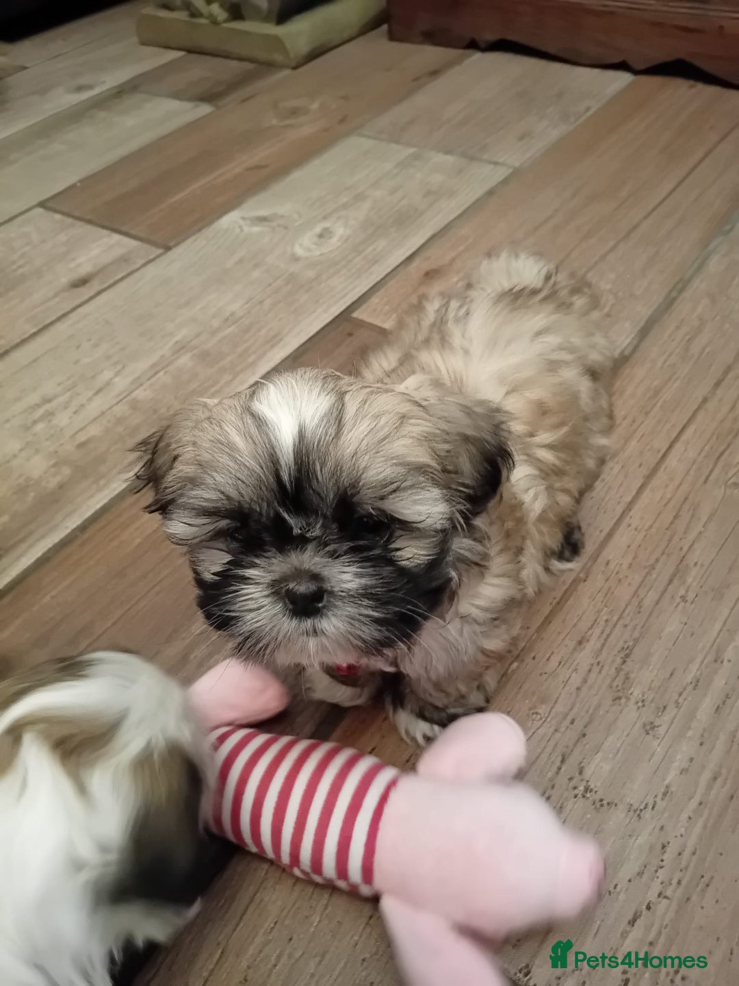 Shih Tzu dogs for sale: 4 x Gorgeous Puppies Available  - Image 4