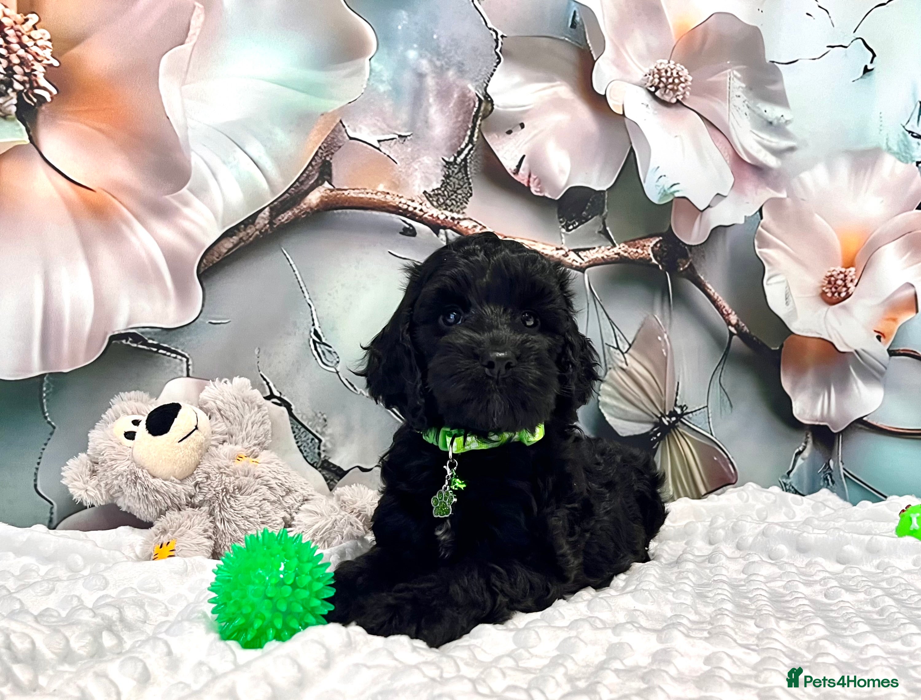 Cockapoo dogs 🏆CHAMPION LINES🌟 SHOWTYPE Miniature F1 Cockapoos - Advert 18