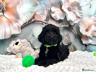 Cockapoo dogs 🏆CHAMPION LINES🌟 SHOWTYPE Miniature F1 Cockapoos - Advert 18