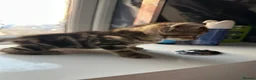 Mixed Breed cats for sale: Amazing mixed breed kittens - Advert 24