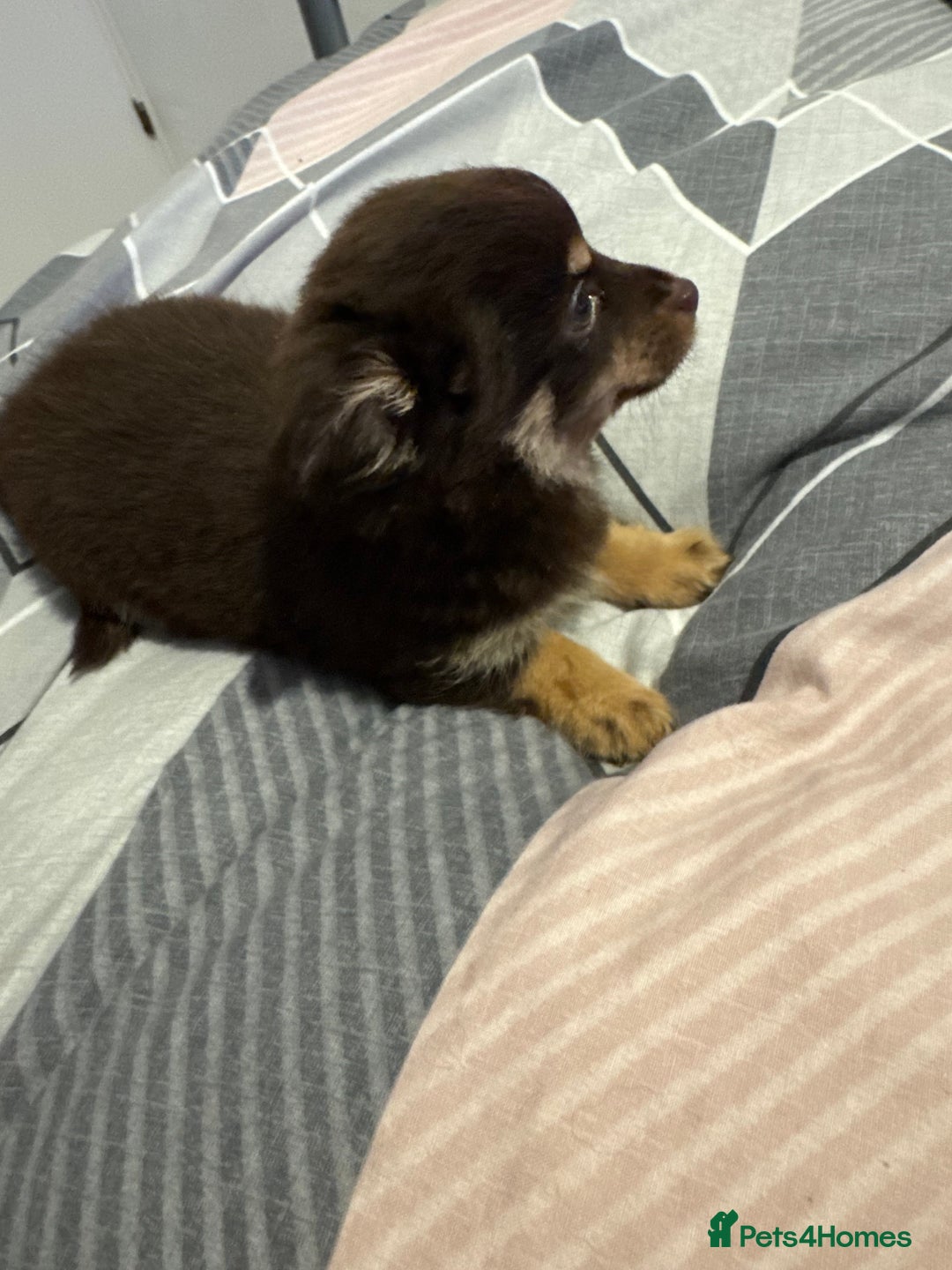 Chihuahua dogs for sale: chocolate boy black n tan boy creamish girl  - Advert 23