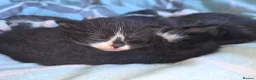 Mixed Breed cats for sale: BUTTER FOR SALE in Thatcham - Advert 5