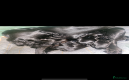 Cocker Spaniel dogs for sale: 10 Gorgeous KC Cocker Spaniel Puppies - Image 2