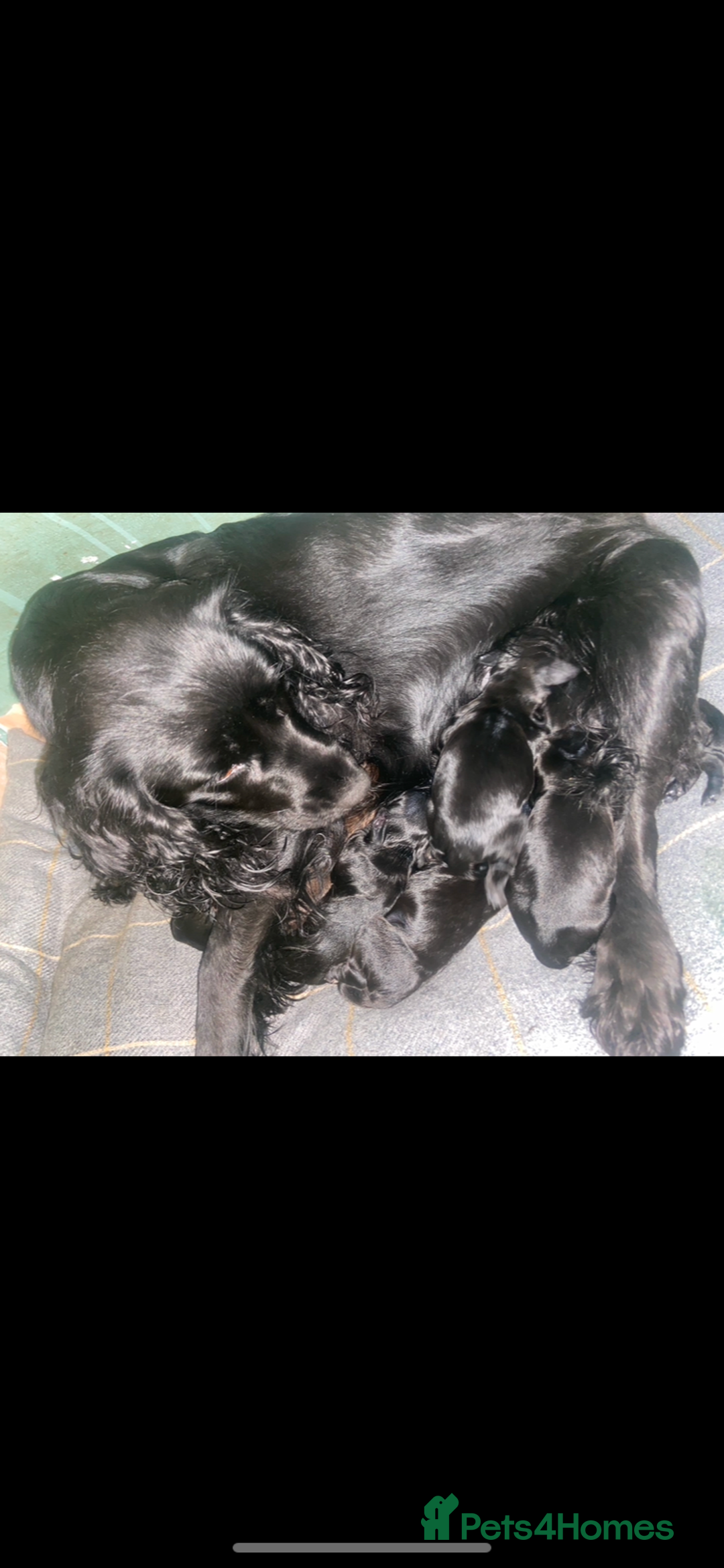Cocker Spaniel dogs for sale: 10 Gorgeous KC Cocker Spaniel Puppies - Image 2