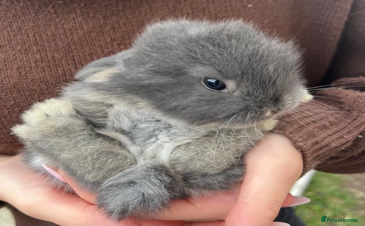 Mini Lop rabbits - Advert 18