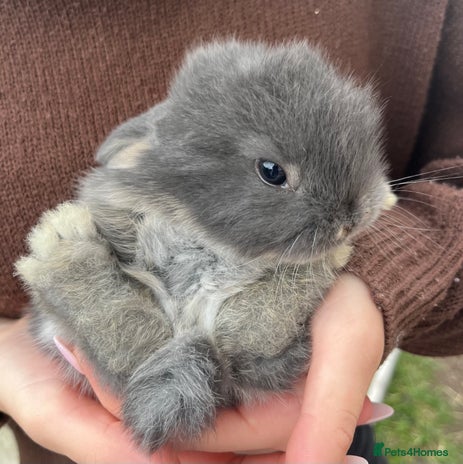 Mini Lop rabbits - Advert 2