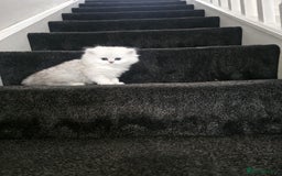 Persian cats for sale: Pure breed doll face persian chinchilla  - Advert 5