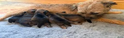 Border Terrier dogs for sale: * KC Registered Border Terrier Puppies *  - Advert 13