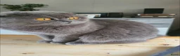 Scottish Fold cats for sale: 🐾 Adorable Scottish Fold Kittens  - Advert 17