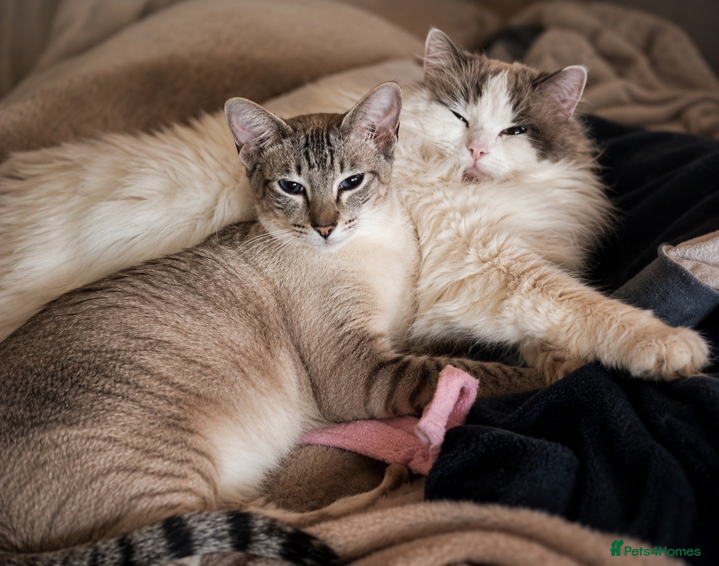 Siamese cats Siamese X Ragdoll kittens - Advert 1