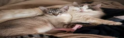Siamese cats for sale: Siamese X Ragdoll kittens - Advert 1