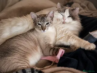 Siamese cats Siamese X Ragdoll kittens - Advert 5