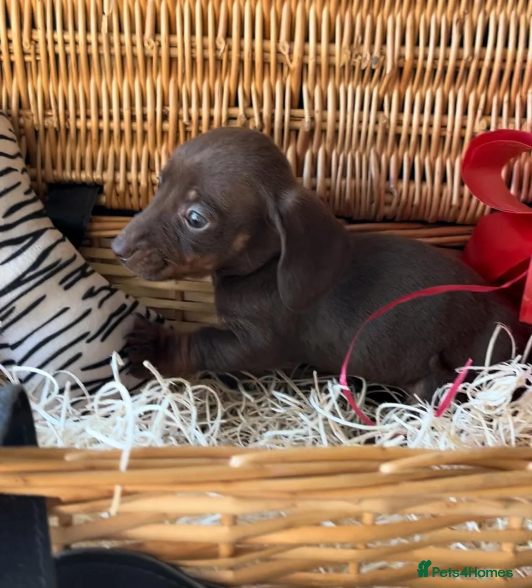 Miniature Dachshund dogs for sale: Beautiful Miniature Dachshund Puppies in Waterlooville - Advert 7
