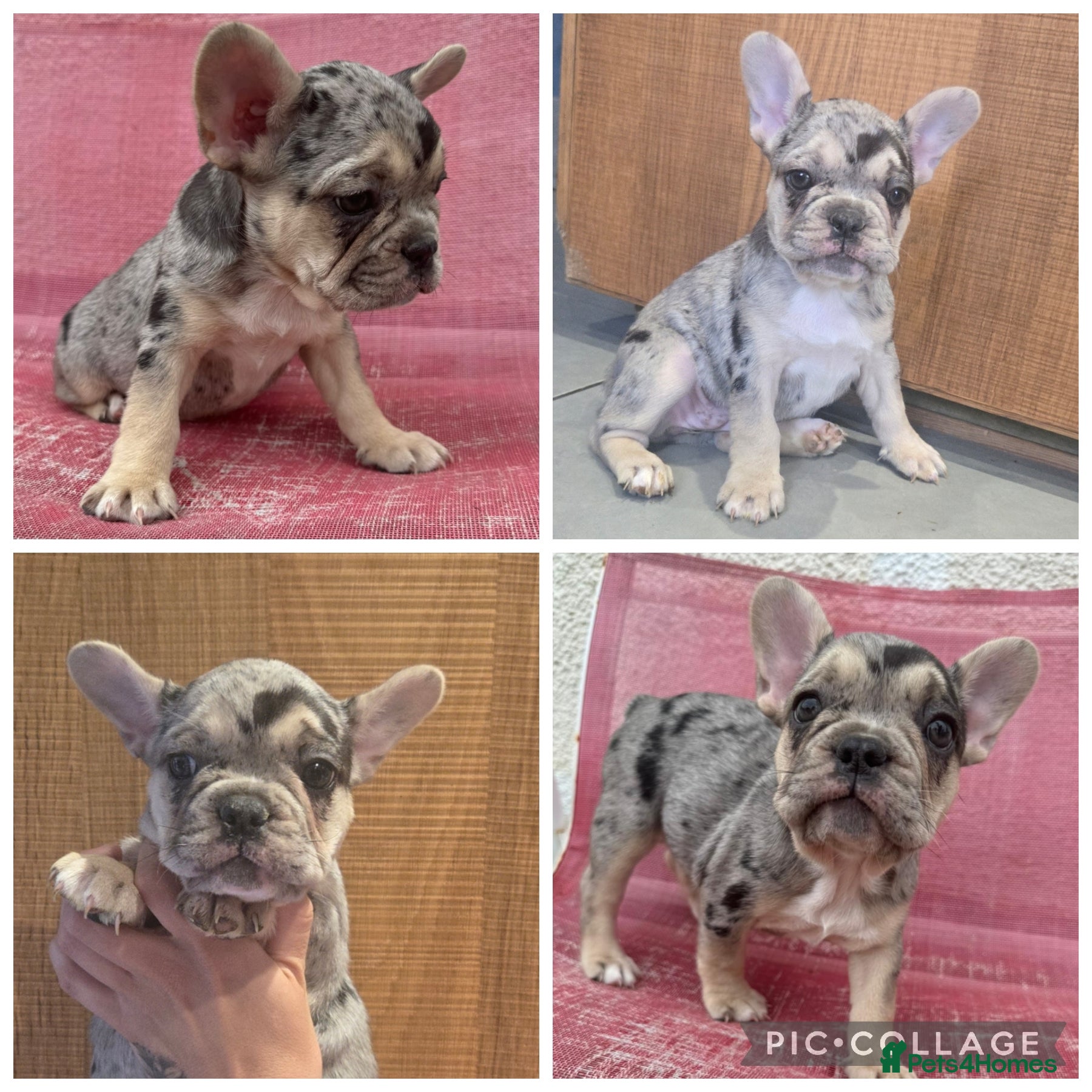 French Bulldog Puppy 3