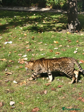 Bengal cats - Advert 2