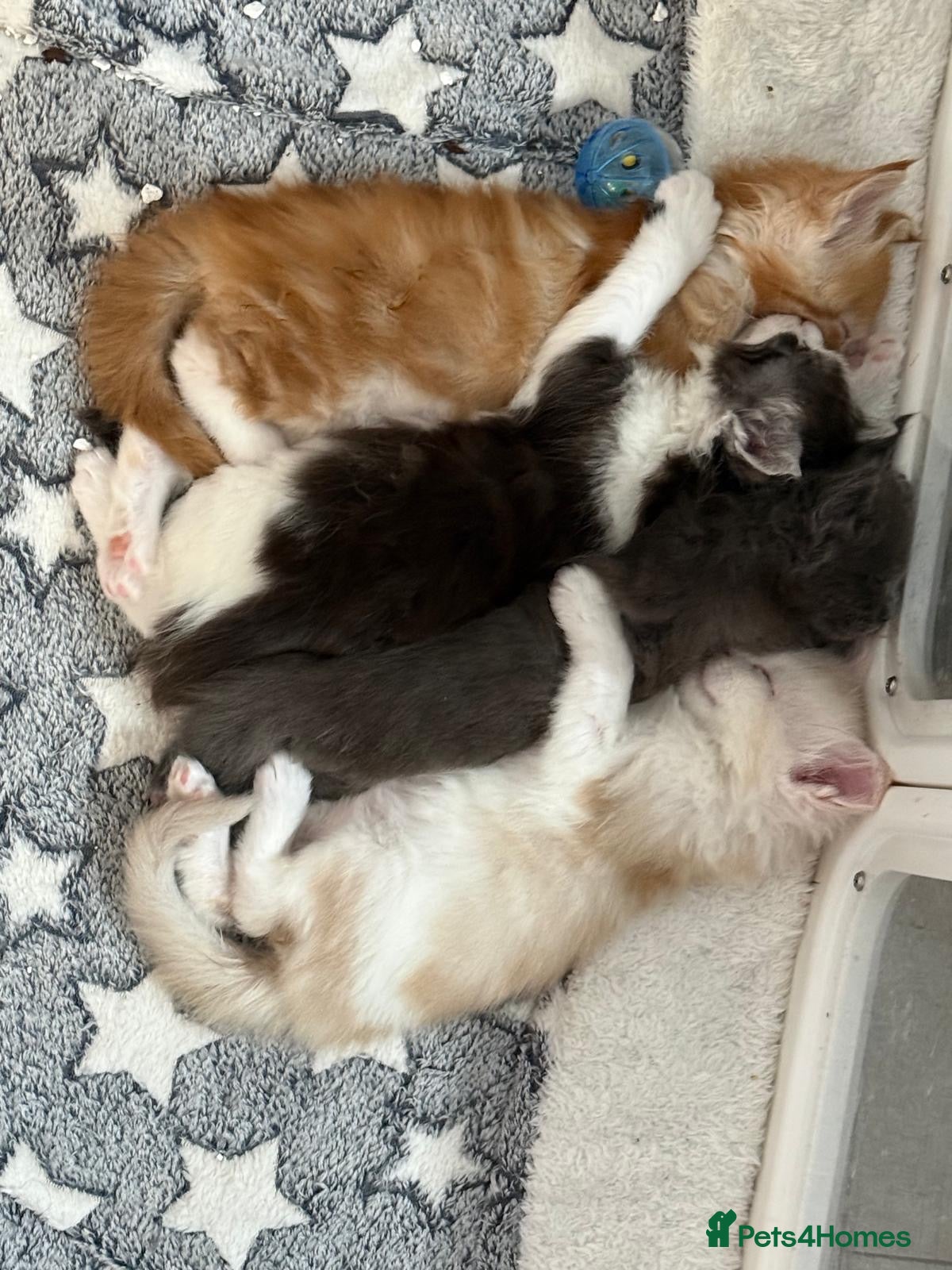 Maine Coon cats Xl Maine coon kittens health tested parents Tica R - Advert 3