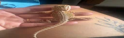 Bearded Dragon reptiles for sale: Friendly baby dragons - Advert 4