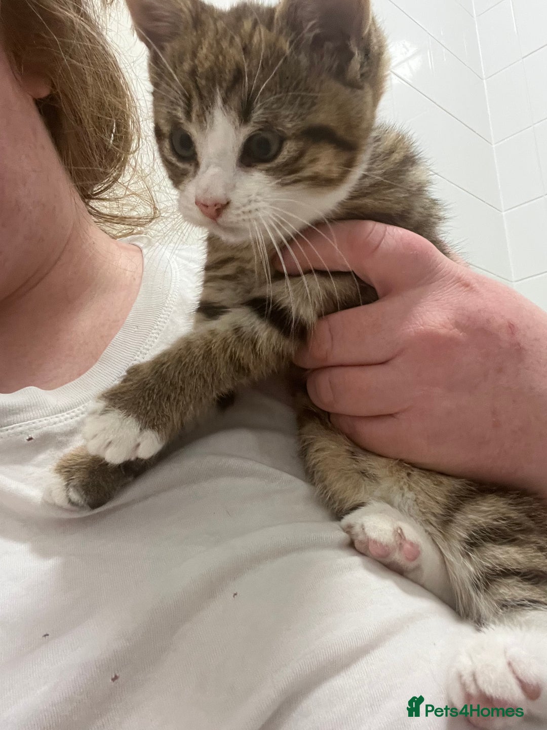 Mixed Breed cats for sale: Beautiful Half Bengal Boy Looking For His New home - Advert 12