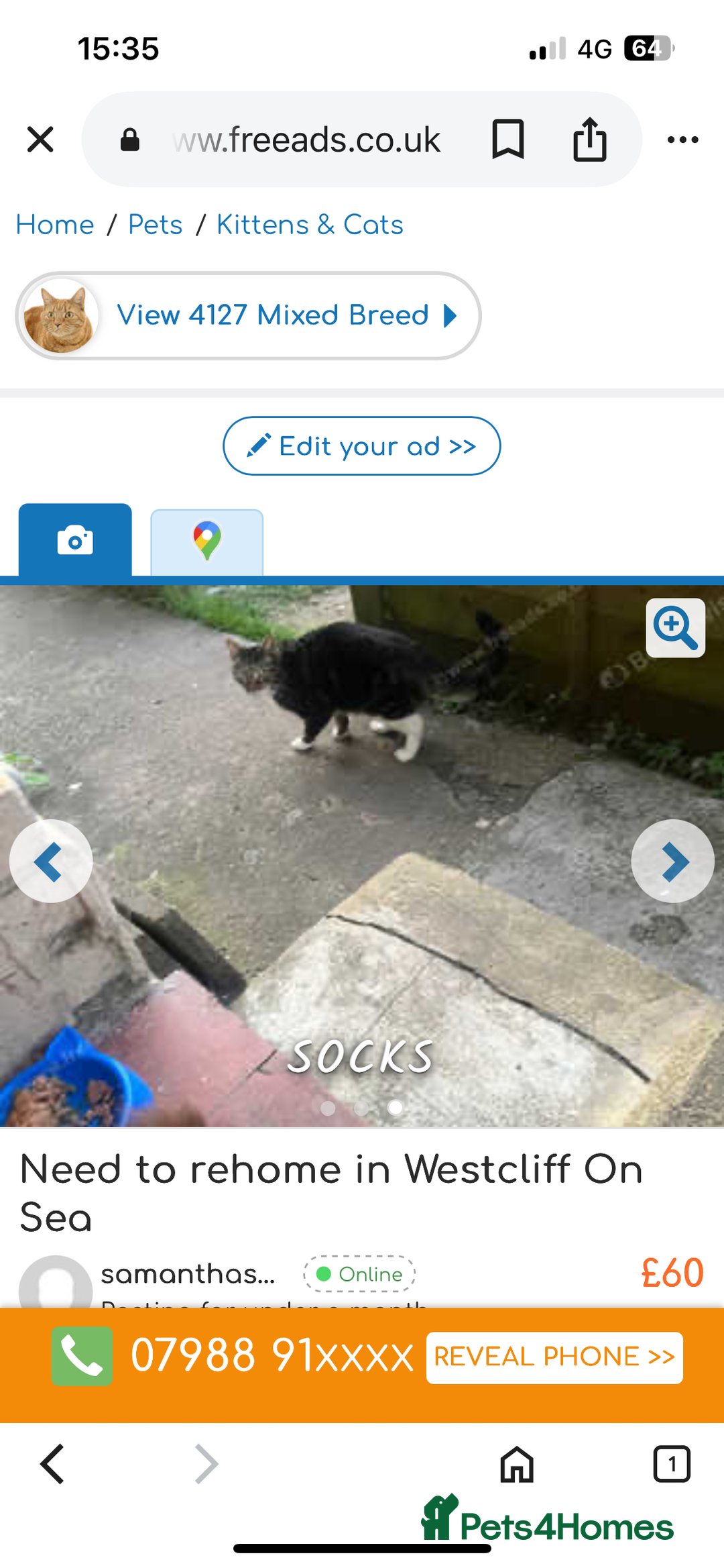 British Longhair cats for sale: Need new one  - Image 1
