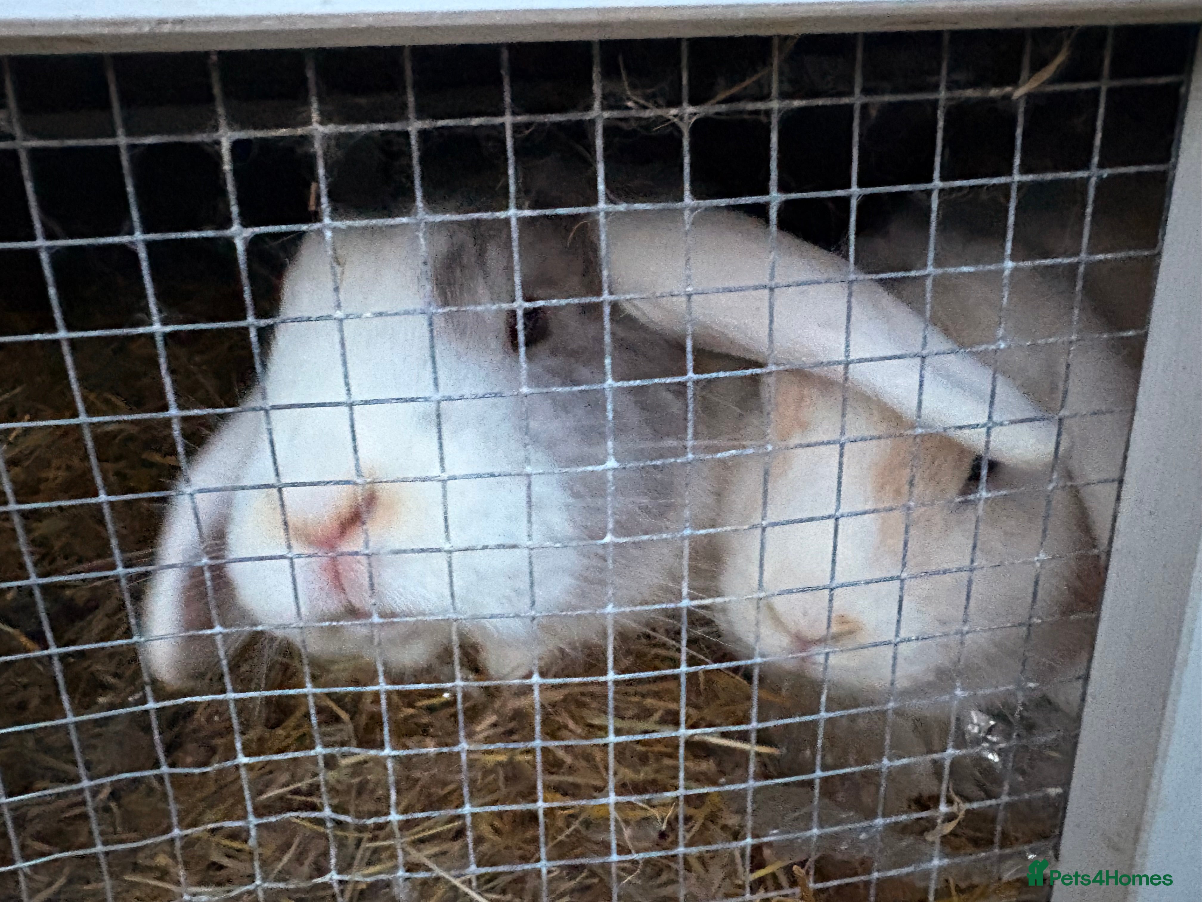 Mixed Breed rabbits 2 mini lop x French female rabbits for sale - Advert 2