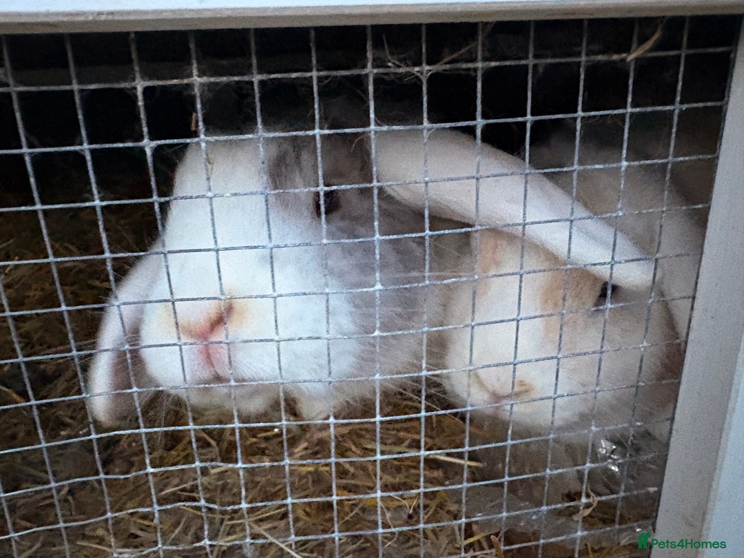 Mixed Breed rabbits for sale: 2 mini lop x French female rabbits for sale - Advert 1