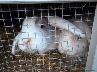 Mixed Breed rabbits 2 mini lop x French female rabbits for sale - Advert 1