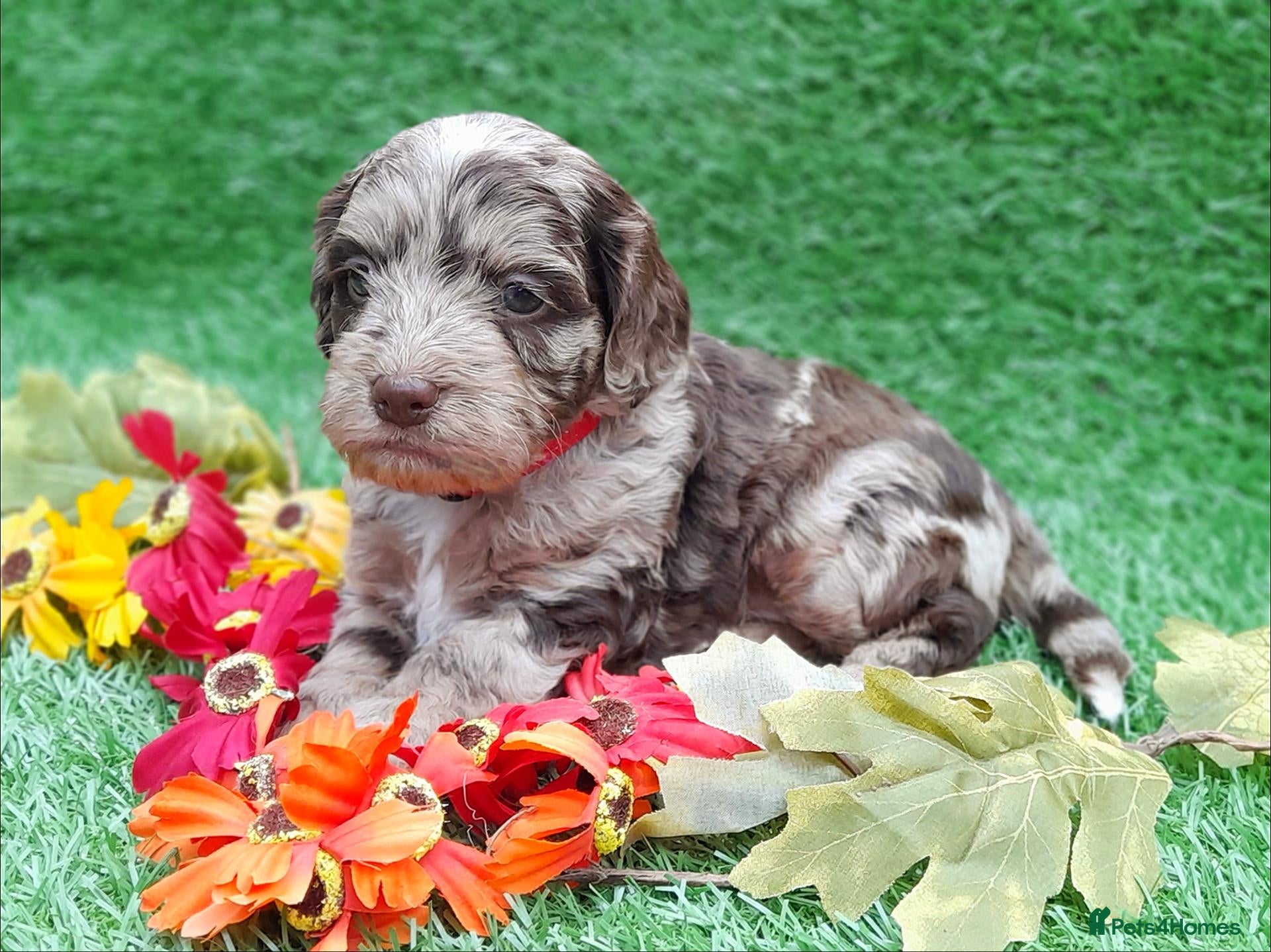 Cockapoo dogs Beautiful litter of F1 Cockapoo's - Advert 1