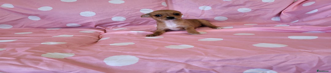Chorkie Puppy 2
