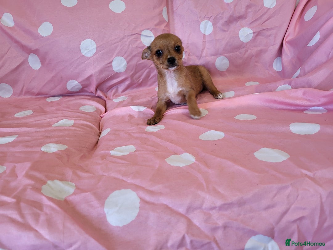 Chorkie dogs for sale: Yorkshire terrier x chihuahua (chorkie) - Image 6