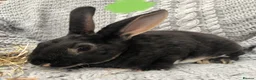 Rex rabbits for sale: Beautiful velvet mini Rex & Rex rabbits - Advert 27