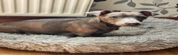 Jack Russell dogs for sale: Friendly Jack Russell pups looking for a new home - Advert 2