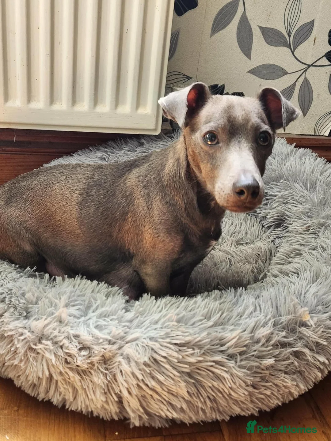 Jack Russell dogs for sale: Friendly Jack Russell pups looking for a new home - Advert 2