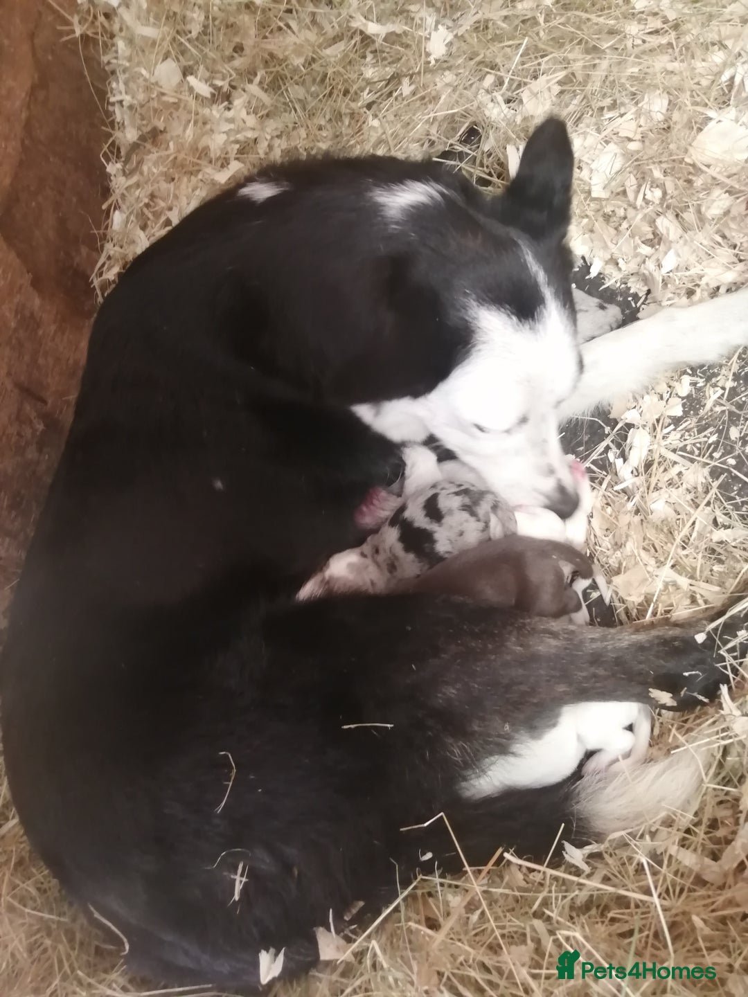 Bearded Collie dogs for sale: Beautiful blue merle collie pups! Workers or pets - Image 17