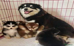 Pomsky dogs for sale:  toy size multi-generational pomsky puppies  - Image 22