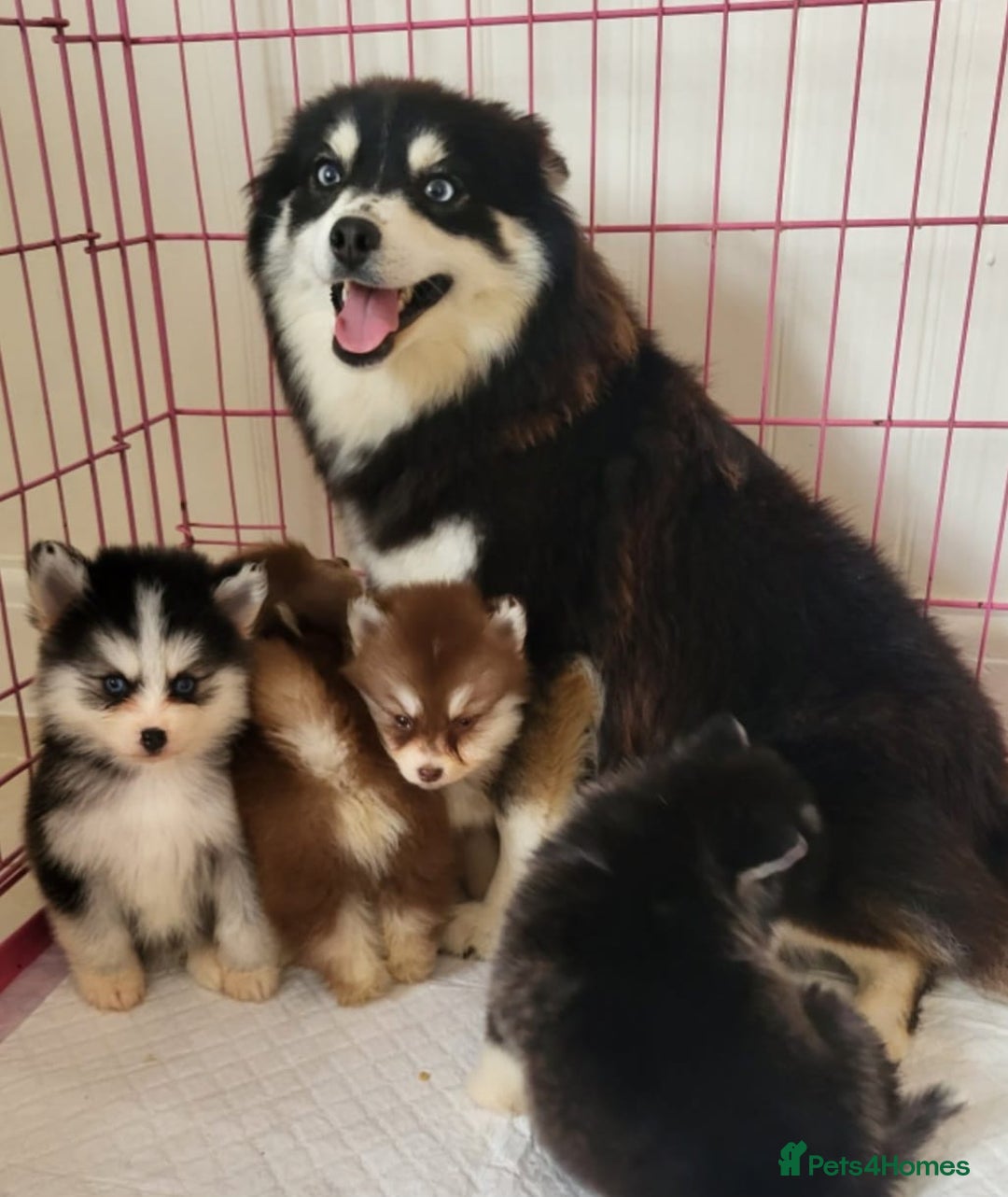 Pomsky dogs for sale:  toy size multi-generational pomsky puppies  - Image 22