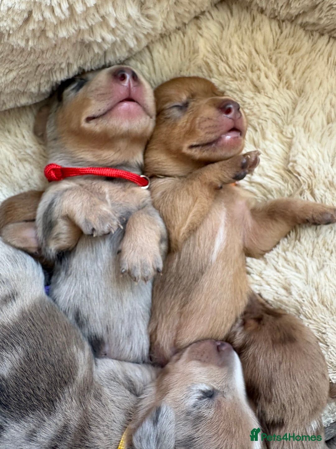 Miniature Dachshund dogs for sale: 💕🐕Beautiful Miniature Dachshund puppies - Image 6