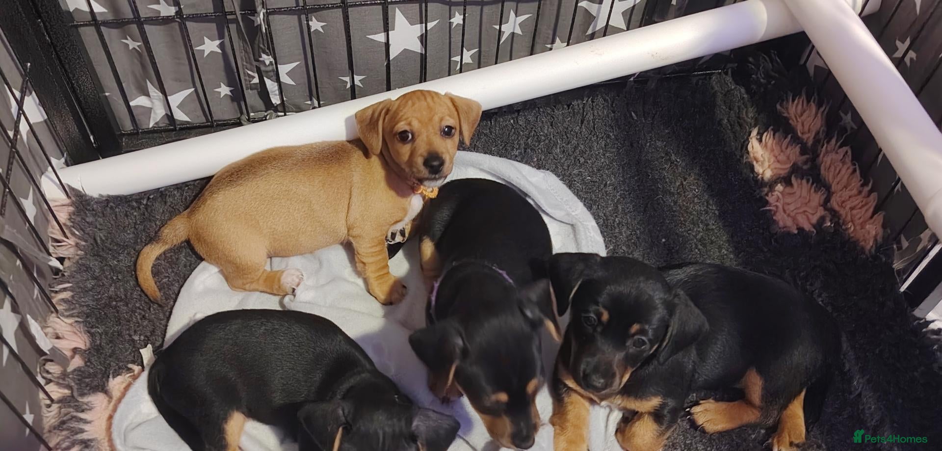 Jackshund dogs for sale: Jack Russell x miniature dachshund - Advert 2