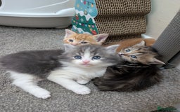 Mixed Breed cats for sale: Gorgeous kittens available soon - Image 1