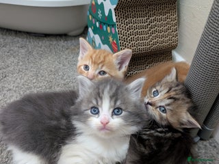 Mixed Breed cats - Advert 3