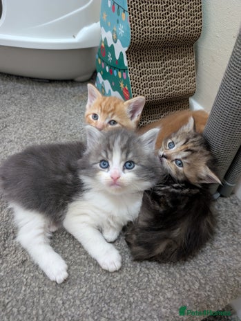 Mixed Breed cats - Advert 7