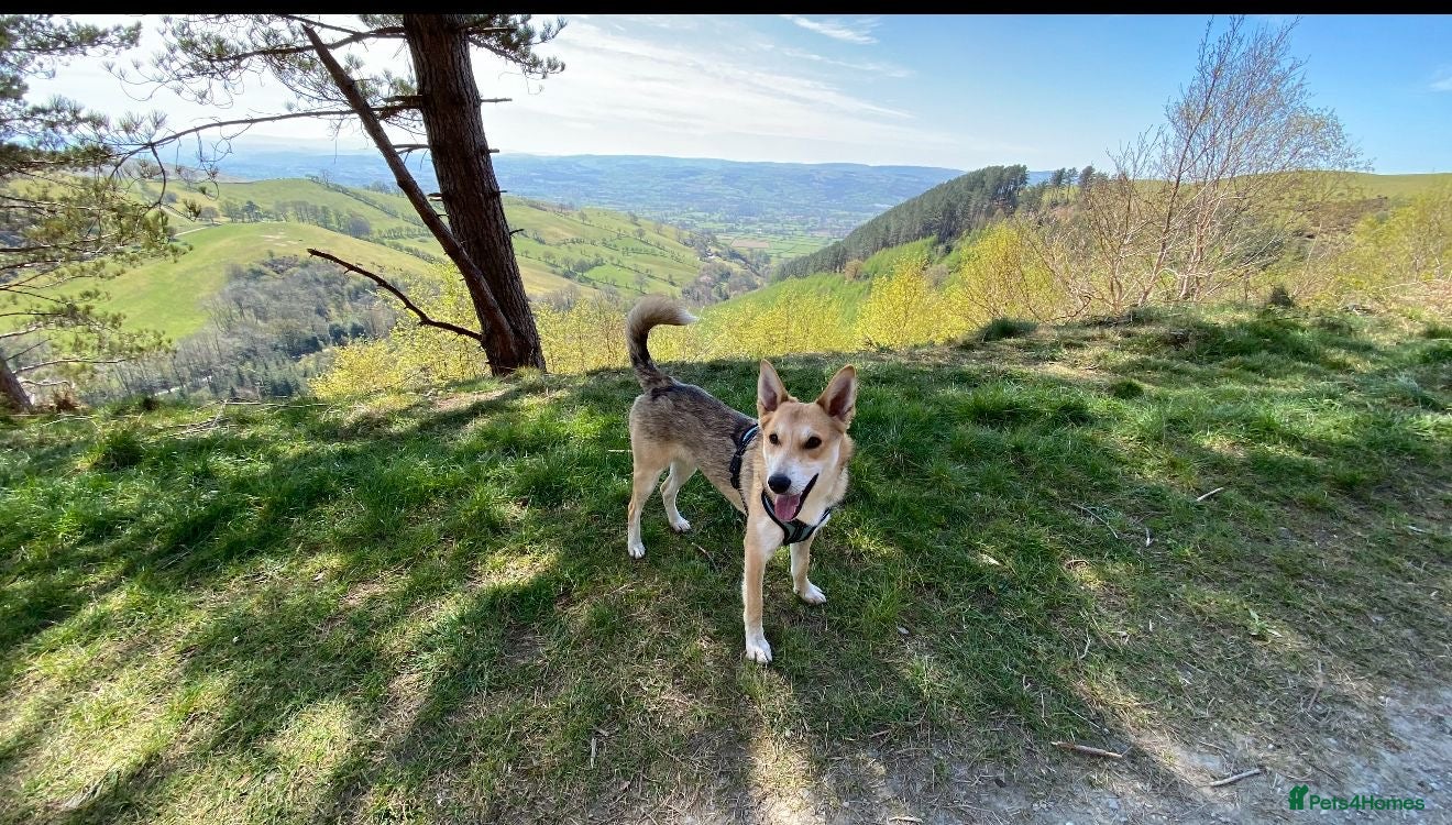 Mixed Breed dogs Handsome Rom - Advert 1