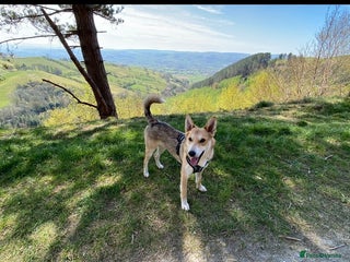 Mixed Breed dogs Handsome Rom - Advert 1