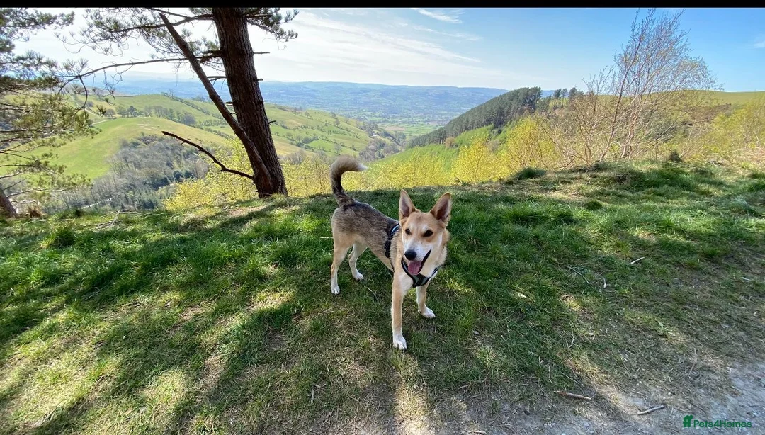 Mixed Breed dogs for adoption: Handsome Rom - Advert 1