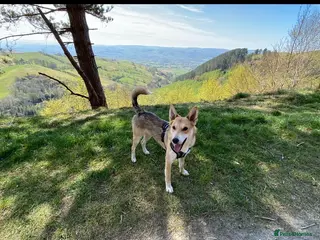 Mixed Breed dogs Handsome Rom - Advert 19