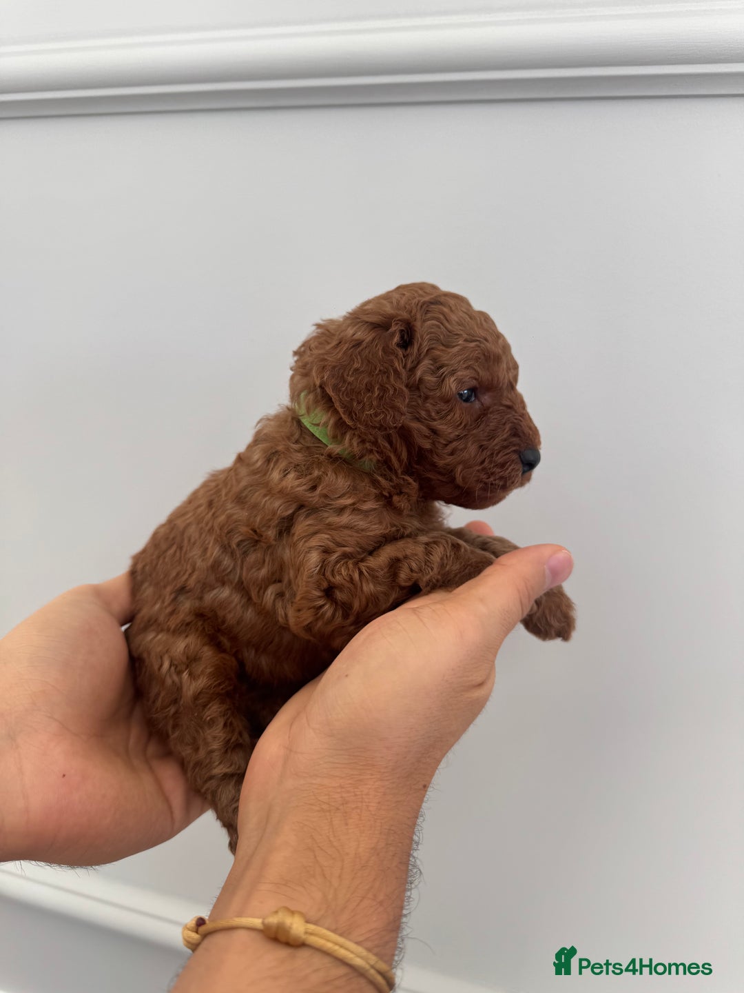 Cockapoo dogs for sale: ✨ Stunning F1b Cockerpoo Puppies Available ✨ - Advert 9