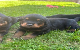 Rottweiler dogs for sale: KC Registered Rottweiler Puppies - Image 4