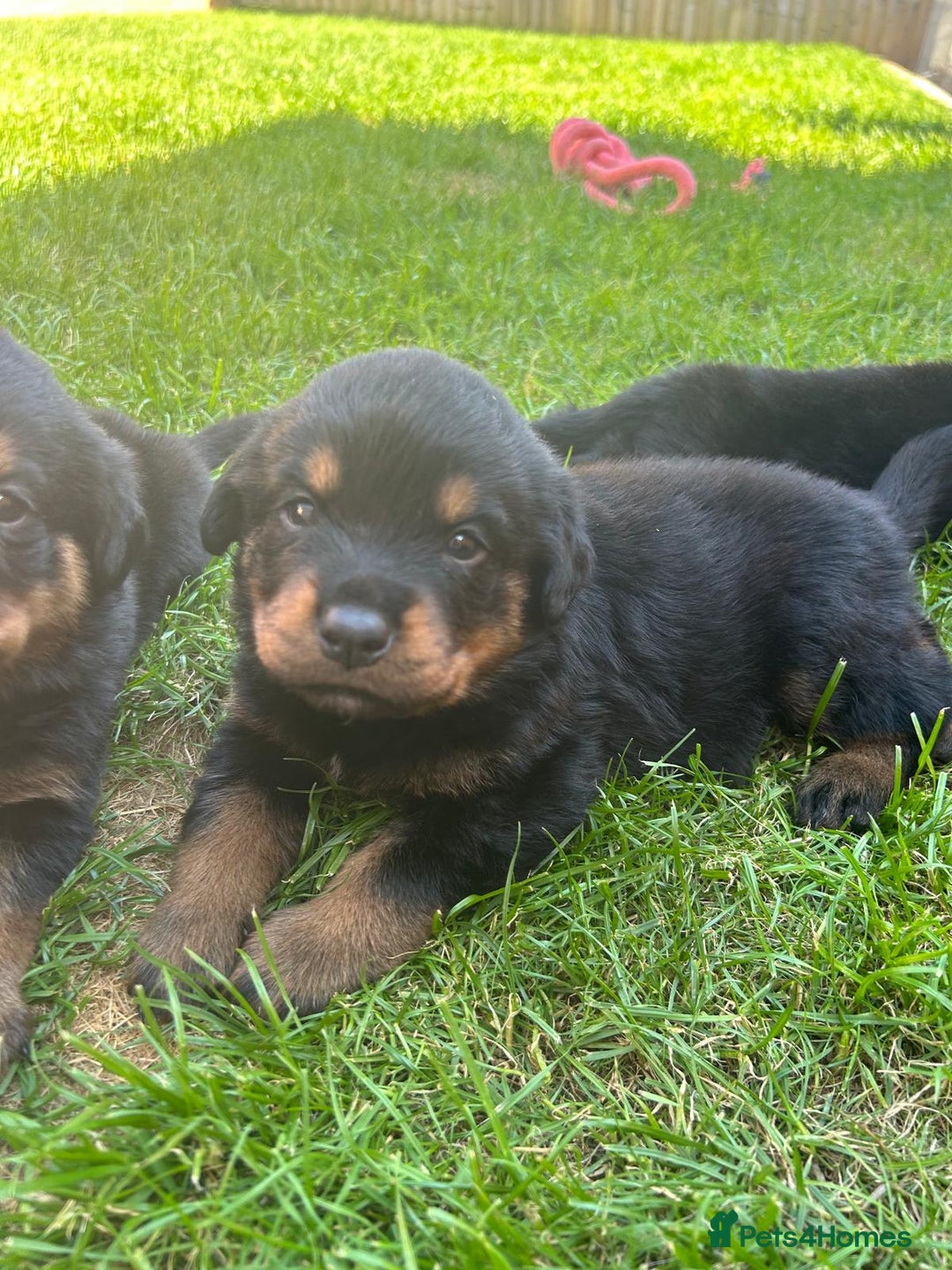 Rottweiler dogs for sale: KC Registered Rottweiler Puppies - Image 4