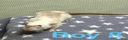 Rat rodents for sale: Super friendly baby rats  - Advert 8