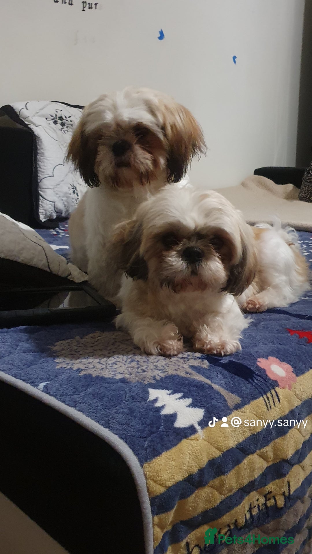 Shih Tzu dogs for sale: Dog for sale  - Image 3